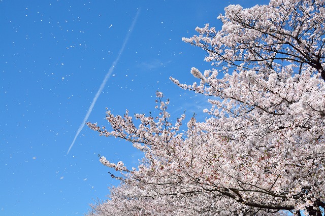 桜の樹_トップ